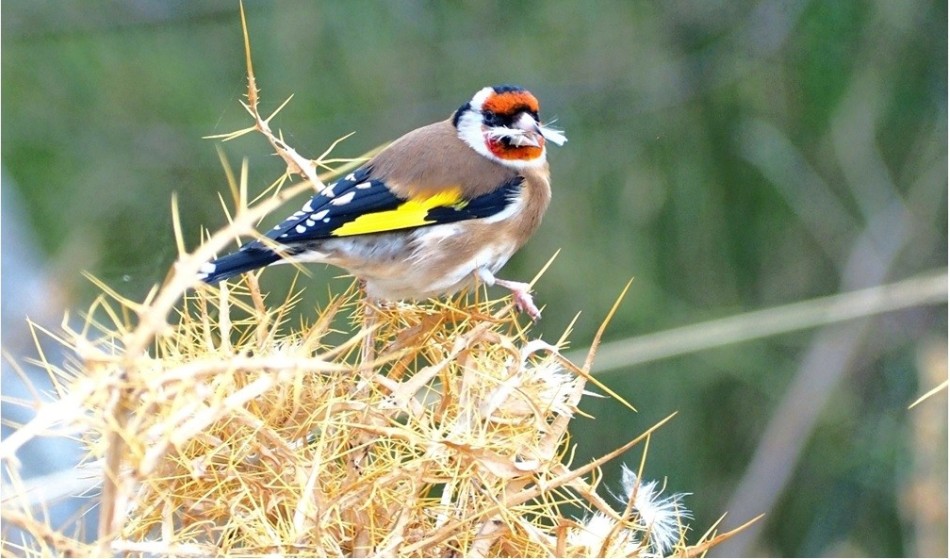 Photo credit: Ritsa Haidemenos. Καρδερίνα (Carduelis carduelis) 