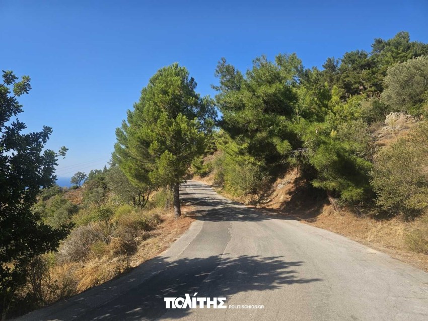 Από Καμπιά προς Βίκι τα δέντρα ενώνονται