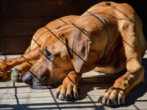 Συνελήφθη ημεδαπός για κακομεταχείριση σκύλου