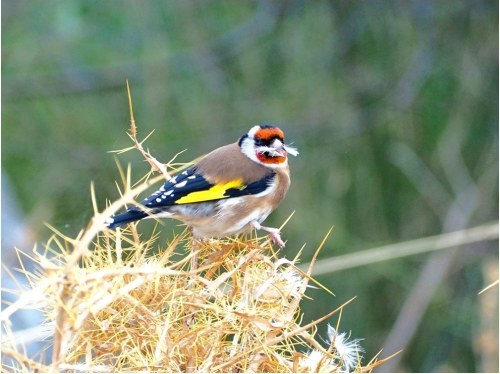 Photo credit: Ritsa Haidemenos. Καρδερίνα (Carduelis carduelis) 