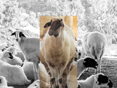 Κοινή προσπάθεια για τη διάσωση του Χιακού προβάτου